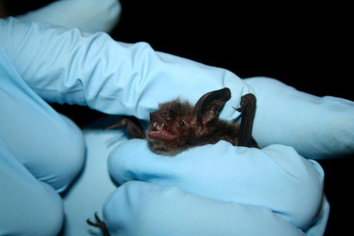 little brown bat